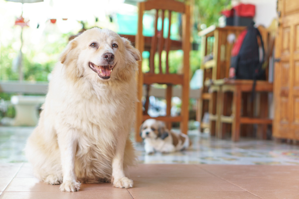 White Dog White Dog