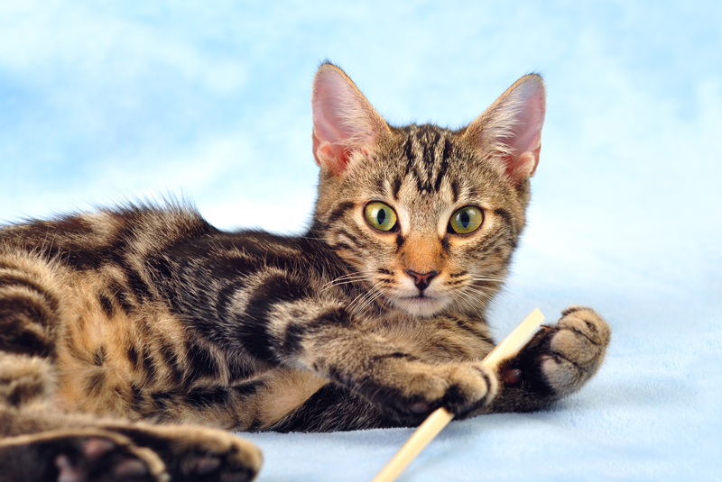 Cat with Toothbrush