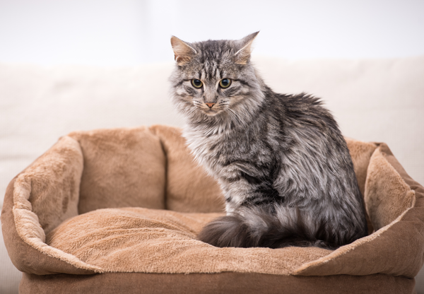 Grey Cat Grey Cat