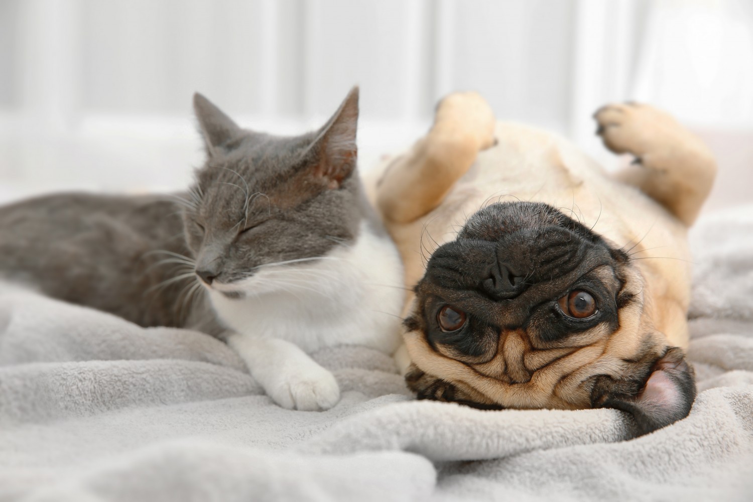 Cat and Dog Snuggling