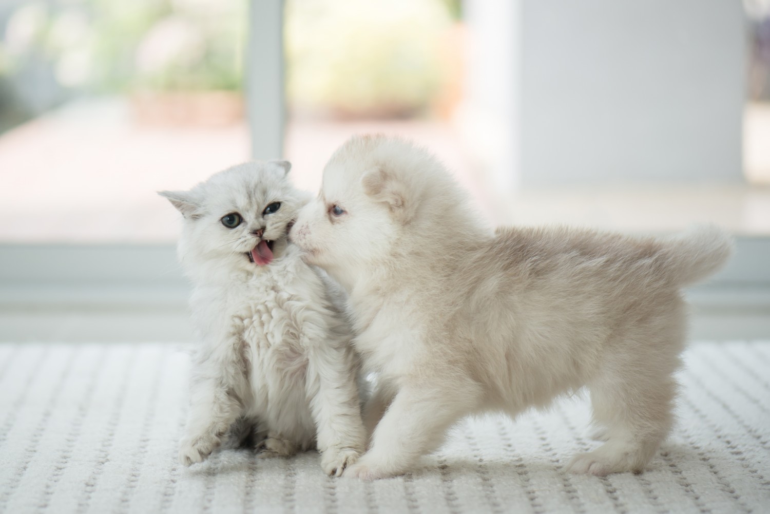 White puppy and Kitten